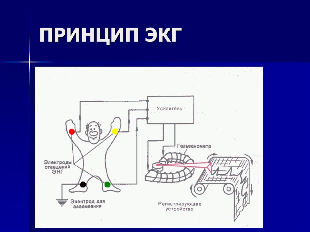 Физические основы электрокардиографии презентация