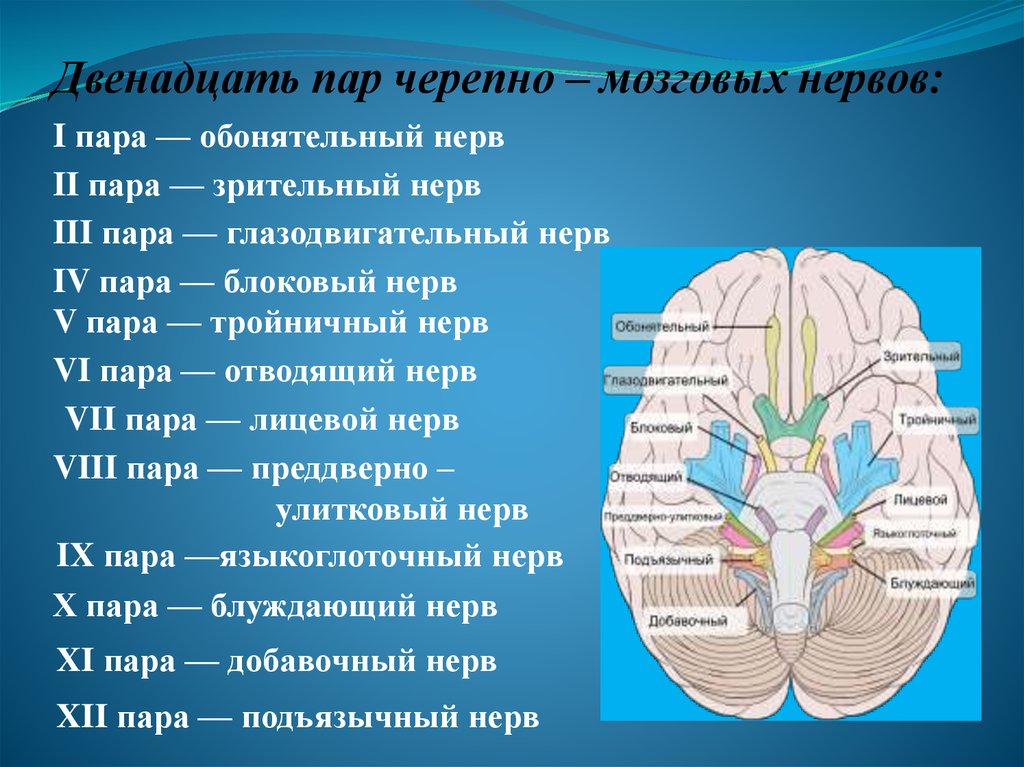 Черепные нервы человека относят к. Черепно-мозговые нервы 12 пар. 12 Пар черепных нервов схема. Ядра 12 пар черепно мозговых нервов. 12 Пара ЧМН схема.