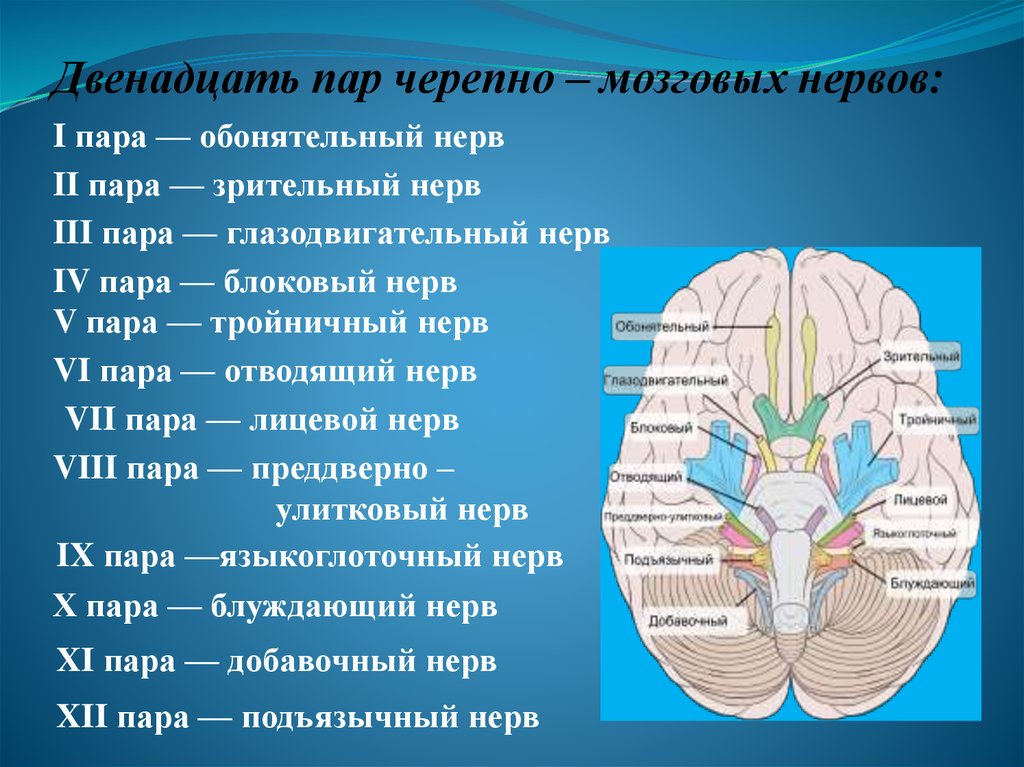 Пары черепно мозговых нервов