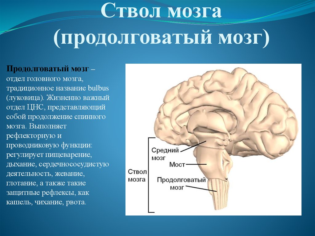 Головной мозг регулирует деятельность. Продолговатый мозг строение и функции. Строение,отдел и функции продолговатого мозга. Продолговатый мозг головного мозга человека. Строение ствола головного мозга человека.