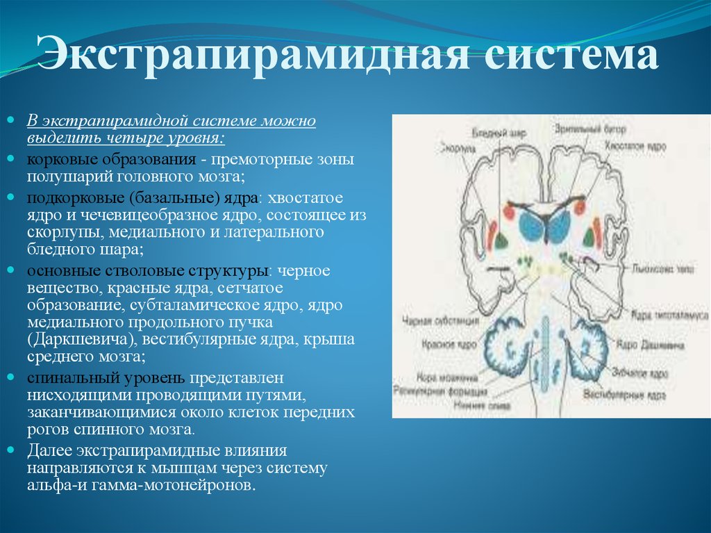 Экстрапирамидная система картинки