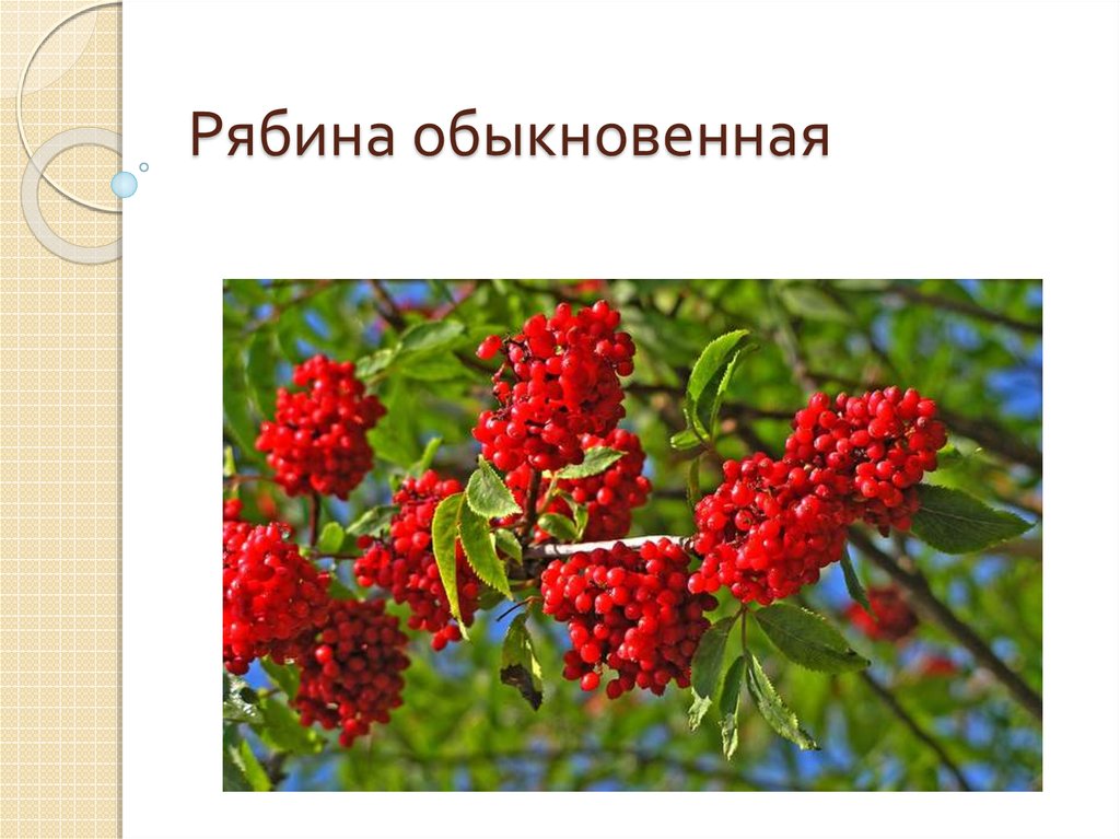 Рябина описание. Рябина для презентации. Презентация на тему рябина. Рябина для детей. Презентация рябина обыкновенная.