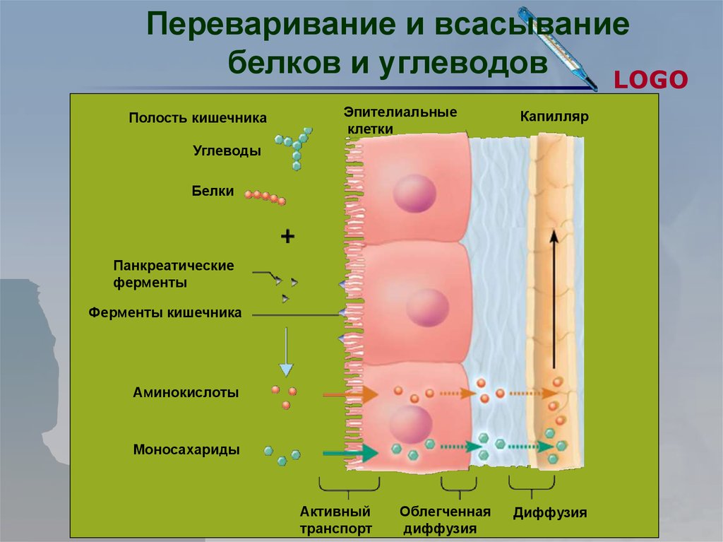 Всасывание белков. Переваривание и всасывание белков. Переваривание и всасывание углеводов и белков.. Переваривающие и всасывание белки. Всасывание продуктов переваривания белков.