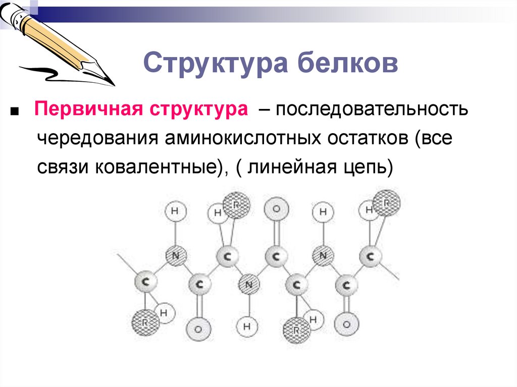 Структура последовательности. Первичная структура белка последовательность чередования. Структура белка первичная порядок чередования. Первичная структура белка ковалентная связь. Ковалентные связи белка.