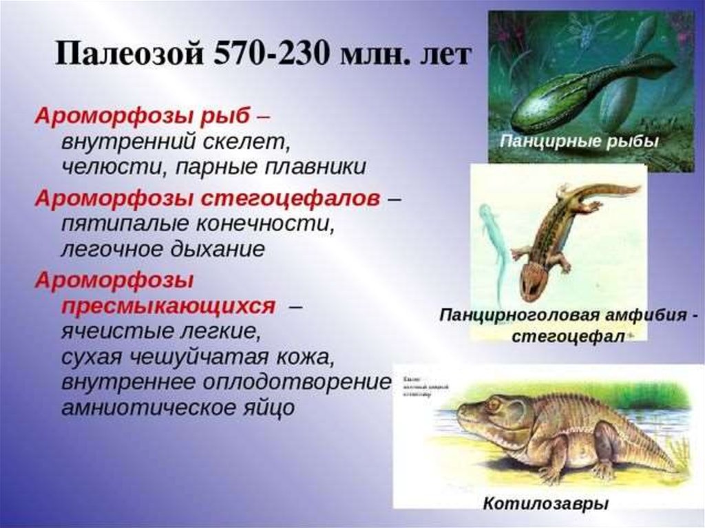 Внутреннее оплодотворение у рептилий. Основные ароморфозы палеозойской эры. Палеозой Эра основные ароморфозы. Важнейшие ароморфозы в палеозойской эре. Ароморфозы животных в палеозойскую эру таблица.
