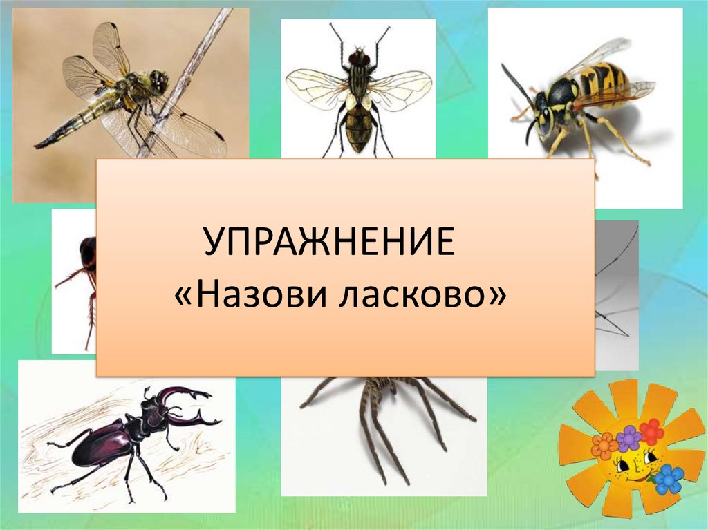 Схема насекомые для дошкольников