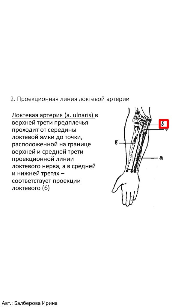 Границе верхней и средней трети. Проекционная линия локтевой артерии. Проекционные линии подкрыльцовой артерии.. Проекционная линия лучевой артерии. Проекционная линия срединного нерва на предплечье.