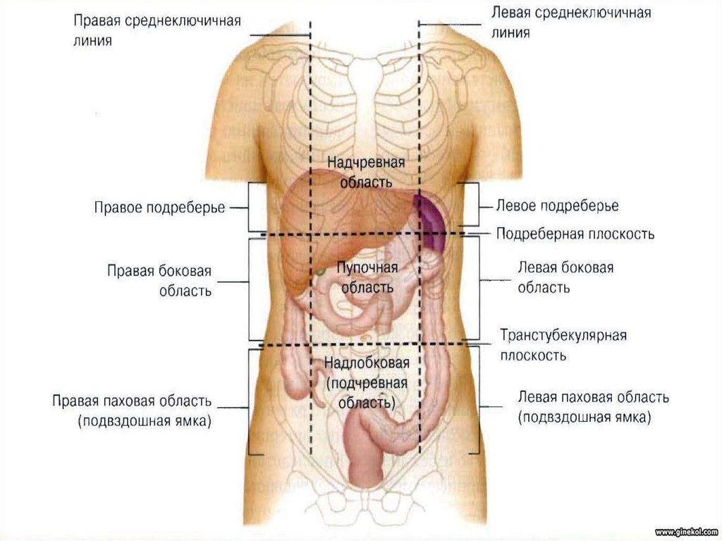 Сильные боли в подвздошной области. Какие органы находятся у человека внизу живота у мужчин спереди. Орган в левом боку снизу спереди. Анатомия человека левая сторона сбоку. Какой орган находится слева сбоку.