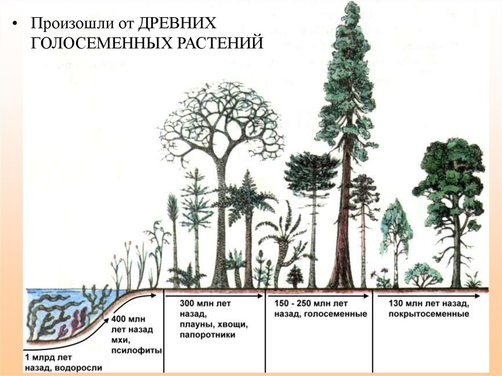 Рассмотрите схему развития растительного мира земли