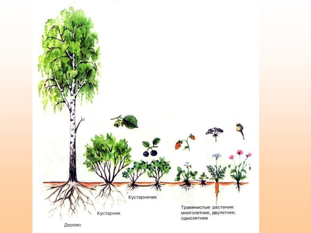 У какого растения несколько стволиков. Ярусность ботаника. Жизненные формы древесных растений дендрология. Деревья кустарники кустарнички травы. Растения разных жизненных форм.