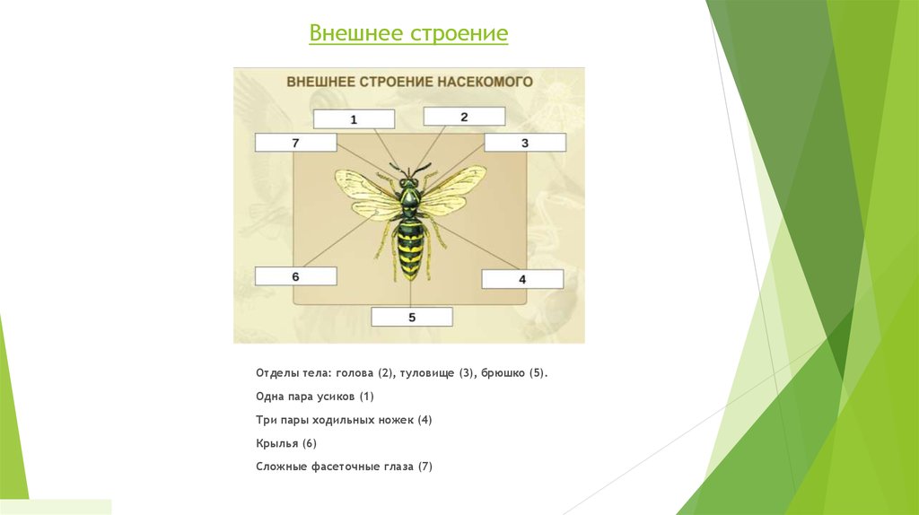 Внешнее строение насекомых 7 класс. Отделы тела насекомых. Внешнее строение златоглазки. Деление тела насекомых на отделы. Общая характеристика внешнего строения насекомых.