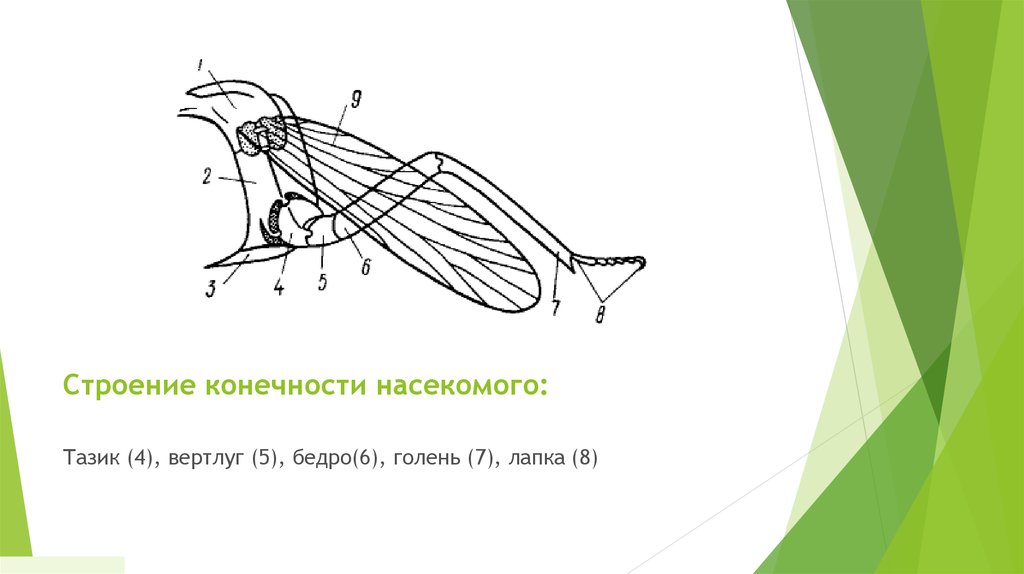 Конечности пчелы и кузнечика ласты дельфина. Схема строения конечности насекомого. Строение ноги насекомого. Строение насекомых. Строение конечности кузнечика.
