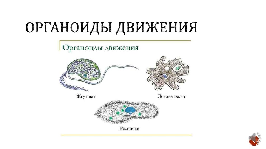 Органоиды рисунки функции