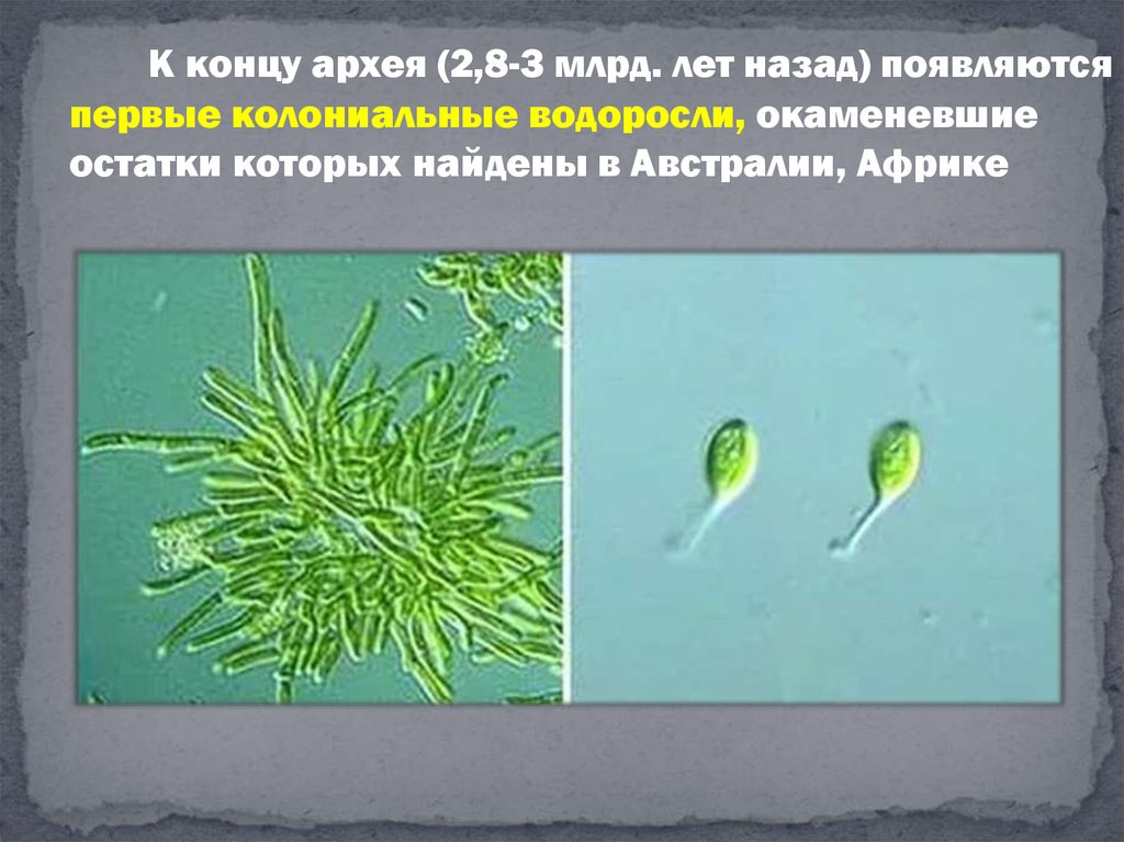 1 живые организмы зародились в. Цианобактерии Архей. Архейская Эра водоросли. Колониальные синезеленые водоросли. Сине зеленые водоросли Архей.