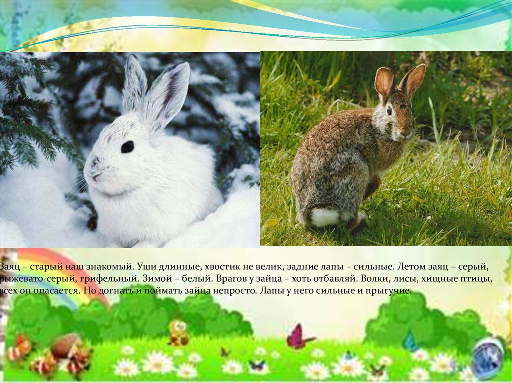 Собрались старые зайцы сбежались маленькие. Зимой белый летом серый. Заяц летом серый а зимой белый. Зимой белый летом серый загадка. Длинные уши зимой заяц.