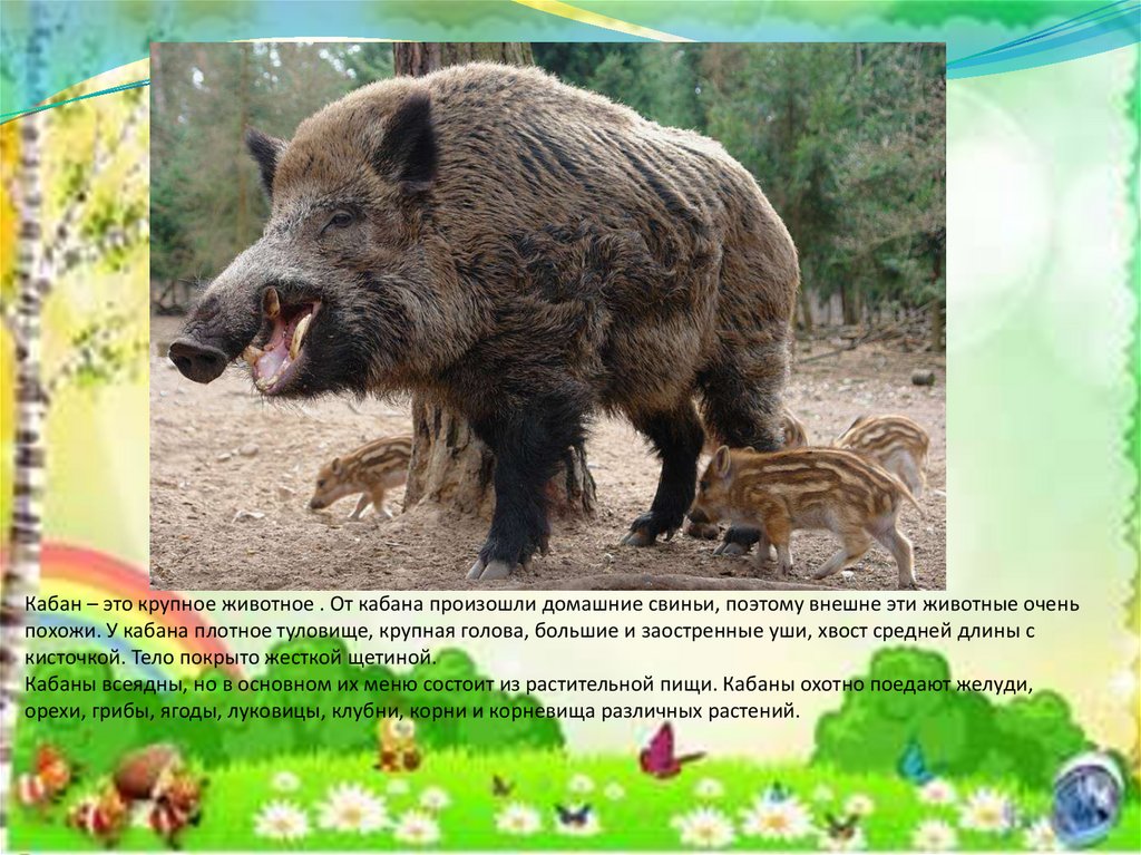 Кабан – это крупное животное . От кабана произошли домашние свиньи, поэтому внешне эти животные очень похожи. У кабана плотное