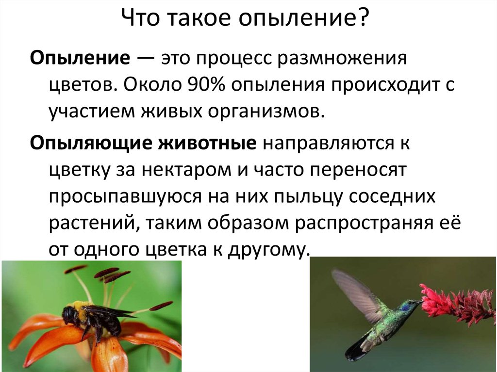 Используя информацию ресурсы подготовьте сообщение. Опыления растений насекомыми биология 6 класс. Опыление растений 3 класс. Опыление это в биологии. Опыляющие насекомые.
