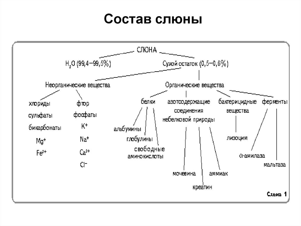 Слюна участвует в. Схема состав слюны. Химический состав слюны таблица. Слюна химический состав ферменты. Антибактериальный компонент входящий в состав слюны.