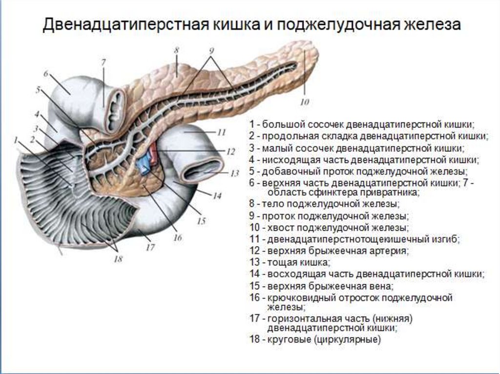 Изгиб поджелудочной. Строение поджелудочной железы вид спереди. Поджелудочная железа анатомия структура. Строение 12 перстной кишки и поджелудочной железы. Большой сосочек 12 перстной кишки располагается на.