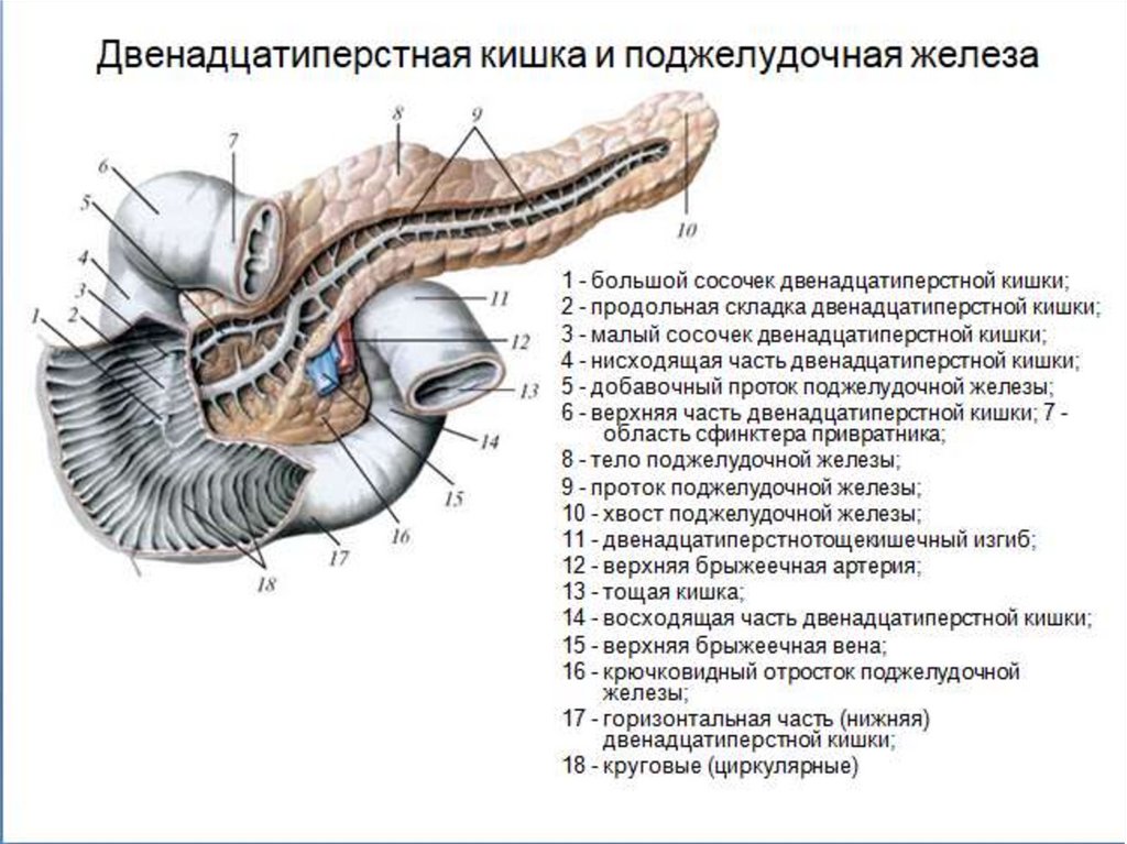 Двенадцатиперстный изгиб