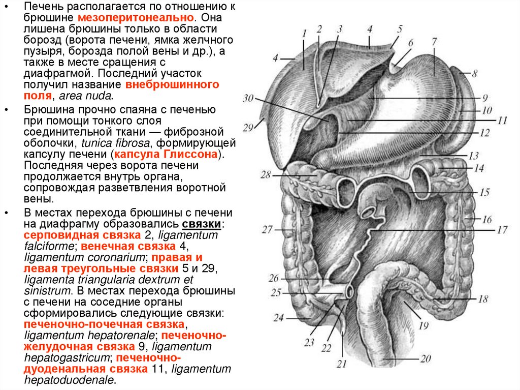 Какие железы расположены в брюшной полости. Строение брюшины и брюшной полости. Строение листков брюшины. Брюшина анатомия человека атлас. Полость брюшины анатомия.