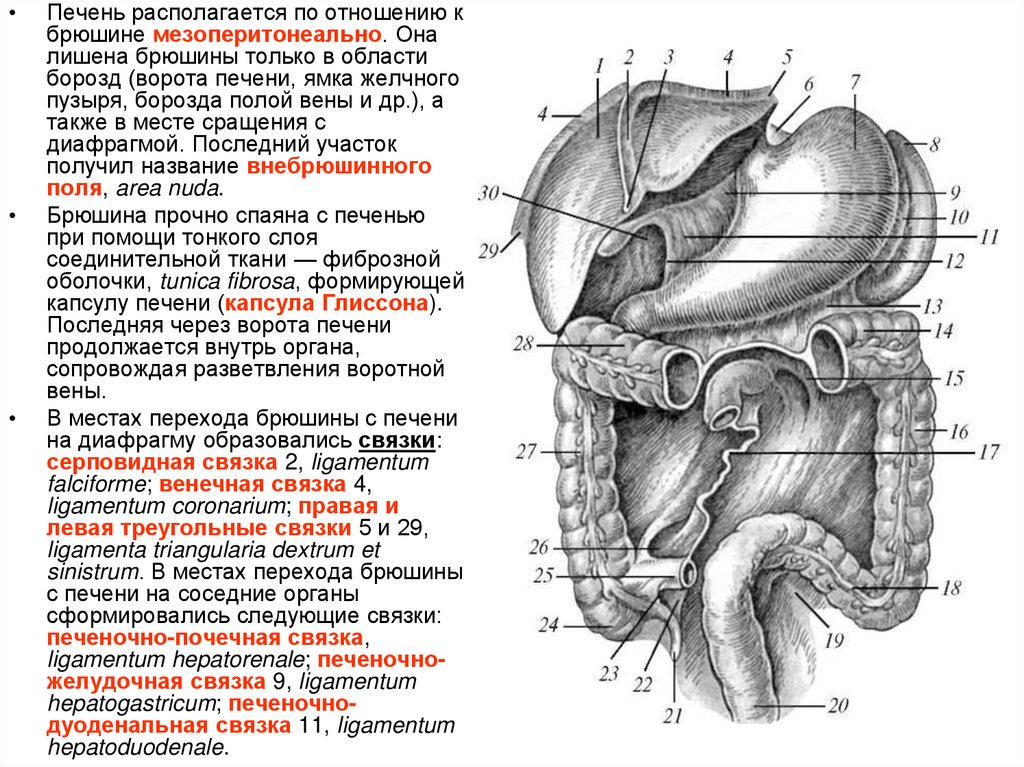 Борозды брюшной полости. Топография брюшины. Строение листков брюшины. Схема расположения брюшины. Брюшина анатомия человека атлас.