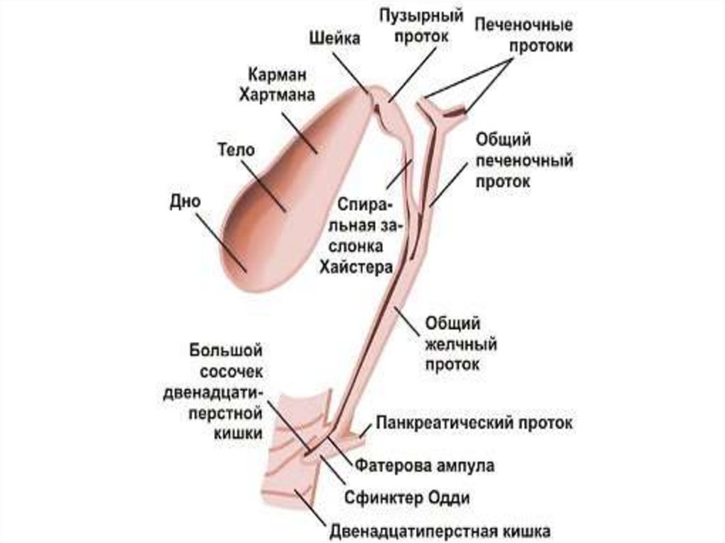 Желчный пузырь анатомия схема