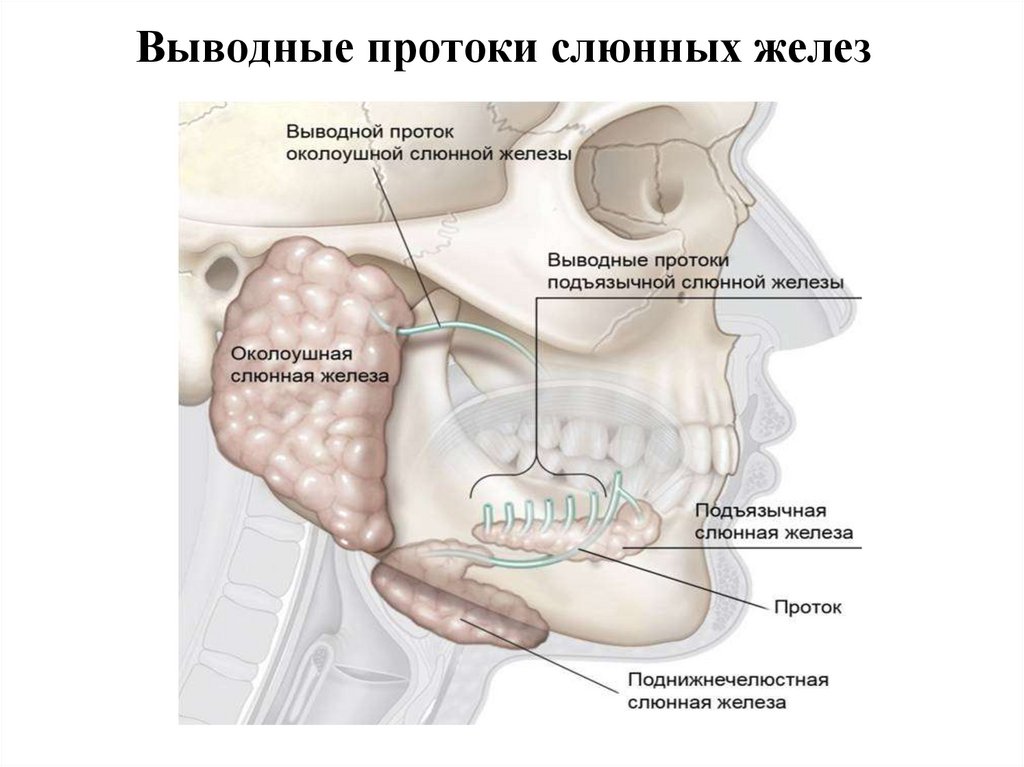 Околоушная железа является железой. Проток околоушной железы анатомия. Выводной проток подчелюстной слюнной железы открывается. Околоушная слюнная железа анатомия. Проток околоушной железы открывается.