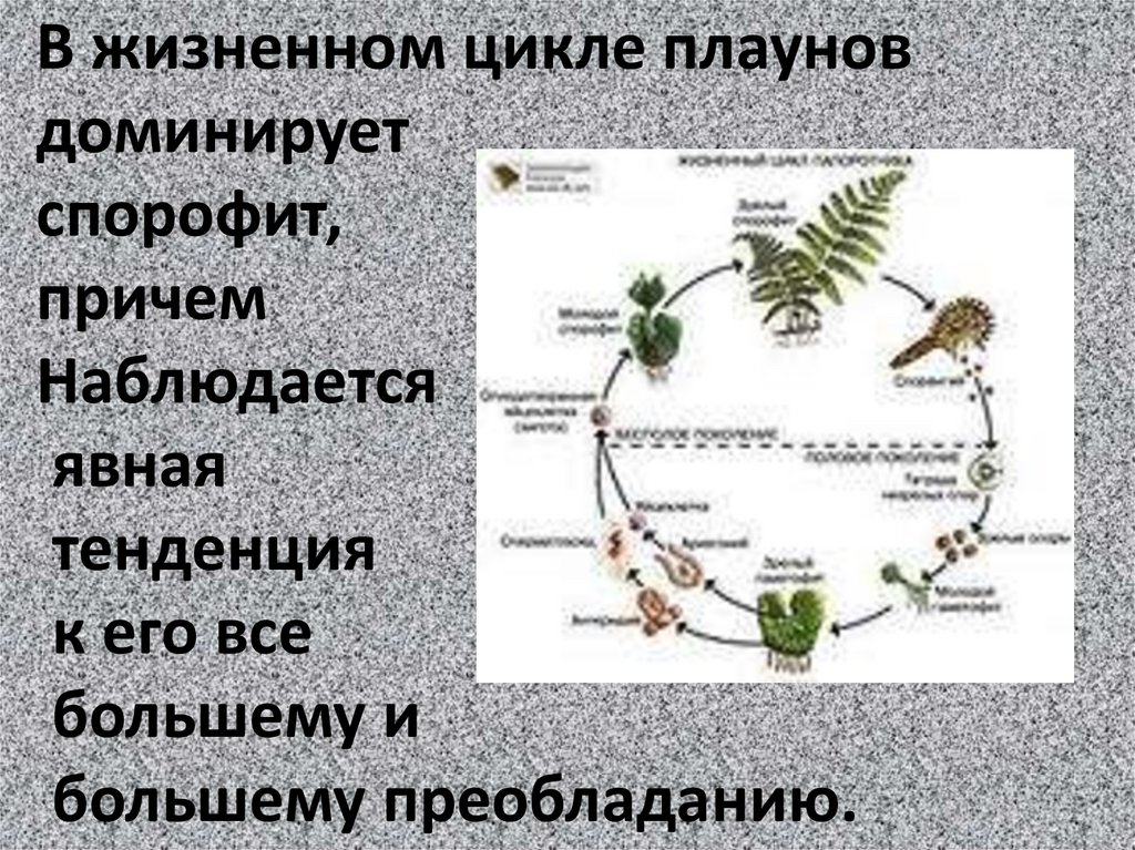 Продолжительность жизни спорофита. Схема развития плауна. Lycopodiales жизненный цикл. В жизненном цикле доминирует спорофит. В жизненном цикле преобладает спорофит.