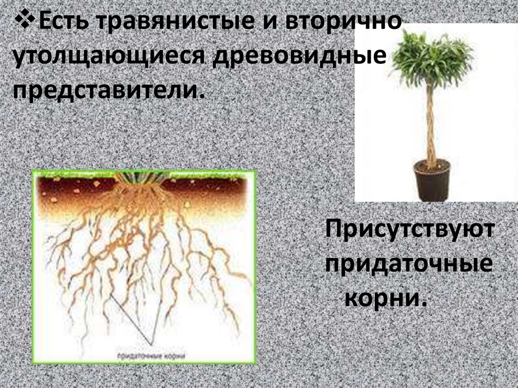Будет ли корни 3. Придаточные корни у плаунов. Корни плауна. У плаунов есть корни. Филлоидом.