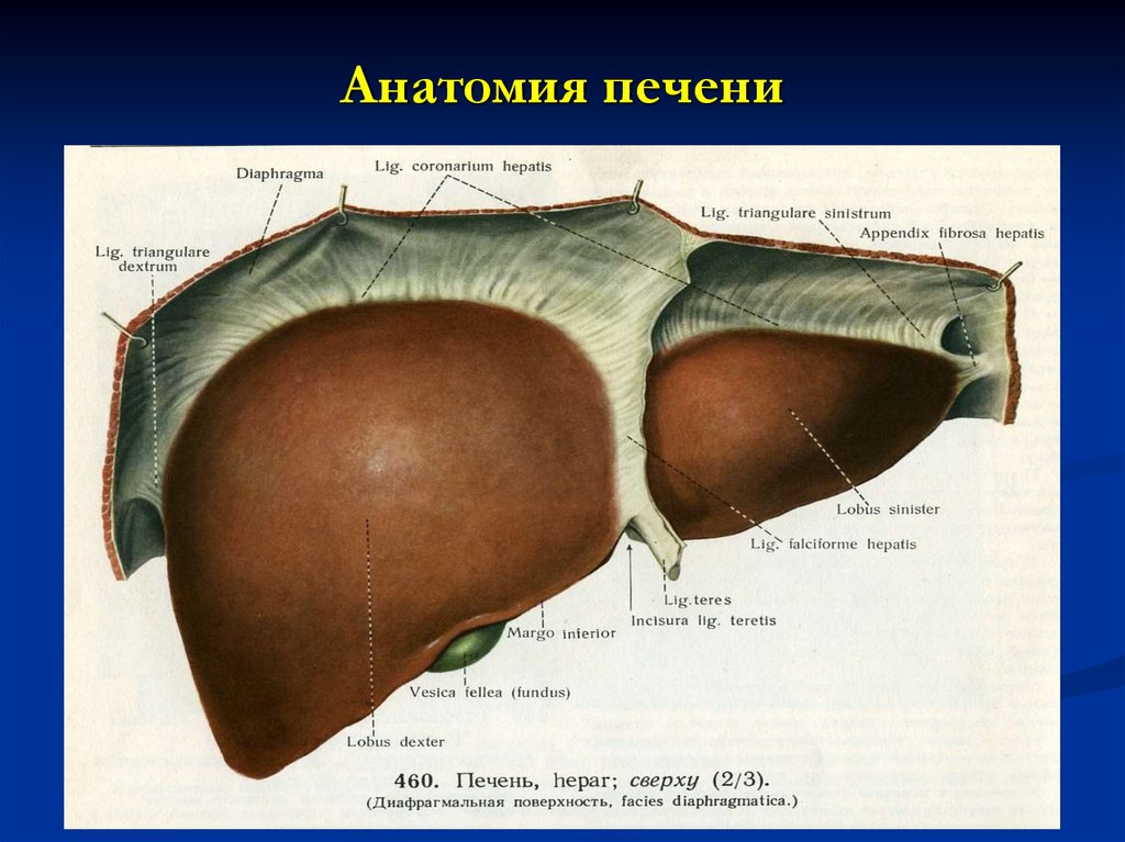 Левая часть печени. Висцеральная поверхность печени анатомия. Диафрагмальная поверхность печени анатомия. Вдавления печени на висцеральной поверхности. Печень анатомия Синельников.