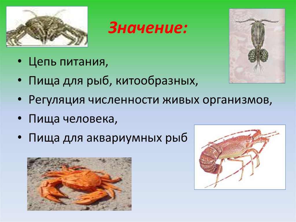 Ракообразные презентация 7 класс биология