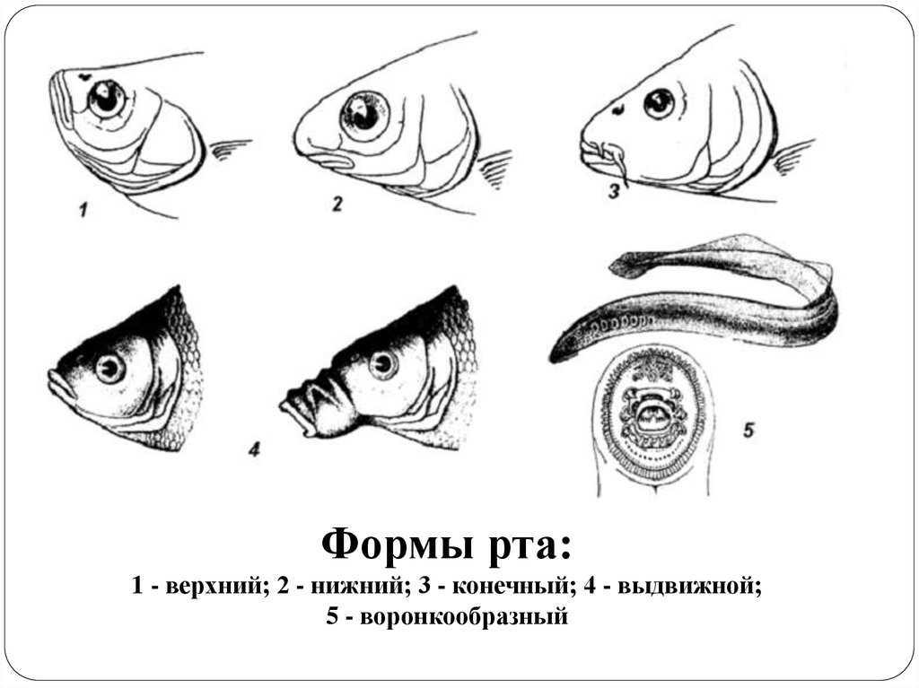 Какой рот у рыб. Ротовые аппараты рыб. Типы рта у рыб. Расположение рта у рыб. Положение рта у рыб.