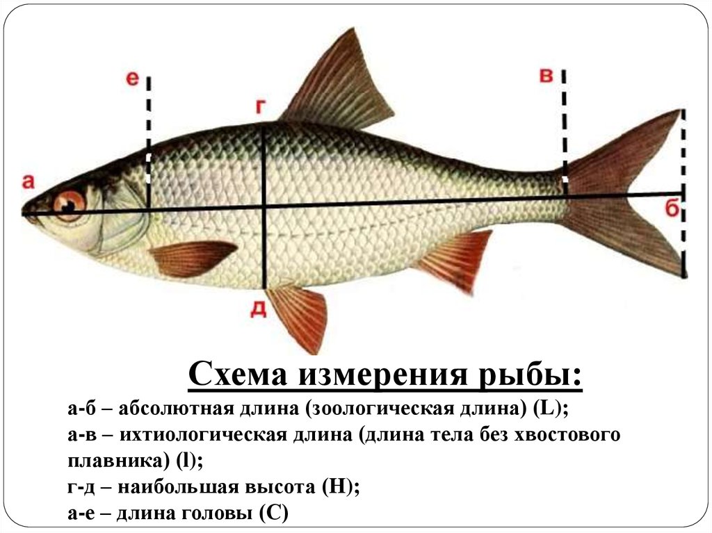 Запрет на лов воблы. Схема измерения рыбы. Промысловый размер рыбы как измерить. Как измерить длину рыбы по новым правилам. Как правильно мерить рыбу по длине.