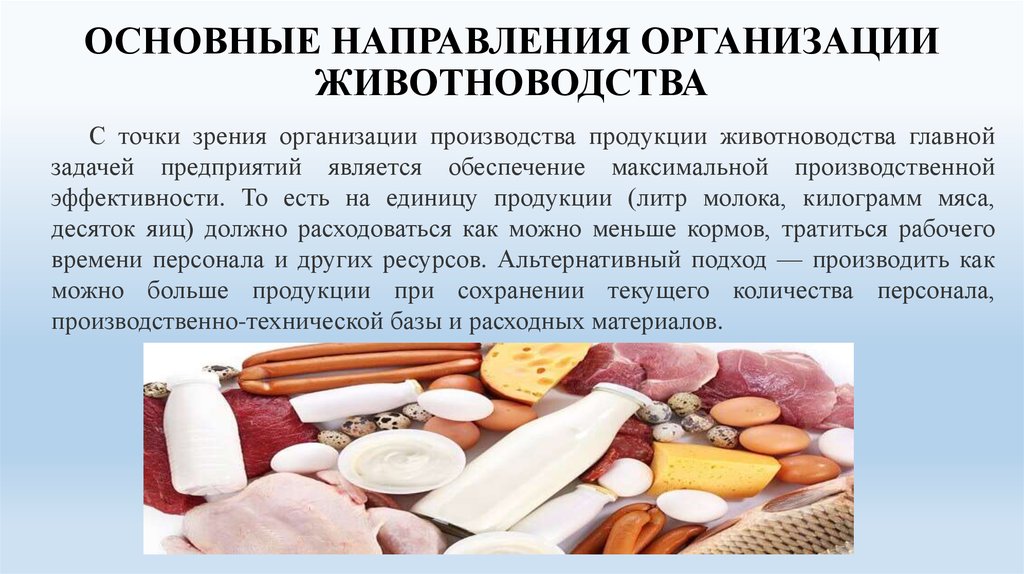 Продукция реферат. Производство продуктов животноводства. Технология производства продуктов животноводства. Технология производства животноводческой продукции. Контроль качества продукции животноводства.