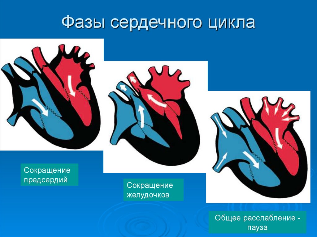 Расслабление предсердий и желудочков. Название фаз сердечных сокращений. Фаза сердечного цикла систола желудочков. Фазы работы сердца схема. Цикл сердечной деятельности схема.
