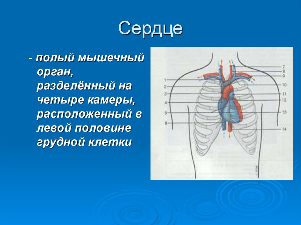 Левая половина грудной клетки. Сердце полый мышечный орган разделенный. Полый мышечный орган разделенный на четыре камеры. Полный мышечный орган разделенный на 4 полости. Полный мышечный орган разделенный на 4 камеры это.