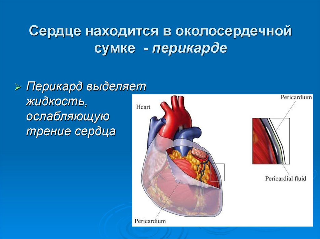 Сердце окружено околосердечной сумкой. Функции перикарда сердца. Перикард (околосердечная сумка). Строение сердца человека околосердечная сумка. Строение околосердечной сумки.