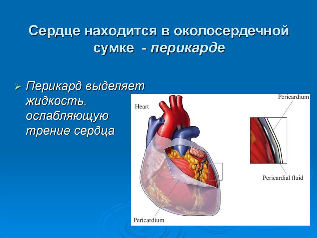 Перикард сердца. Функции перикарда сердца. Околосердечная сумка сердца функции. Строение сердца околосердечная сумка. Околосердечная сумка функции.