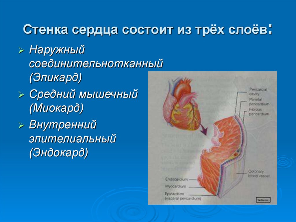 Сердце состоит из. Строение сердечной стенки 3 слоя. Стенка сердца состоит из трех слоев. Сердце состоит из трех слоев. Стенка сердца состоит из трех слоев наружного соединительнотканного.