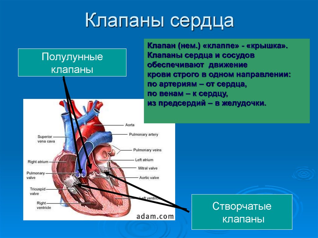 Какую функцию выполняет полулунный клапан. Полулунные клапаны обеспечивают движение крови. Строение сердца полулунный клапан. Створчатые клапаны сердца обеспечивают движение крови в. Створчатые клапаны сердца анатомия.