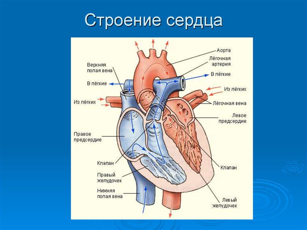 Как называется сердце. Строение сосудов сердца анатомия. Схема структуры строения сердца. Строение сердца человека схема 8 класс. Рис 41 строение сердца.