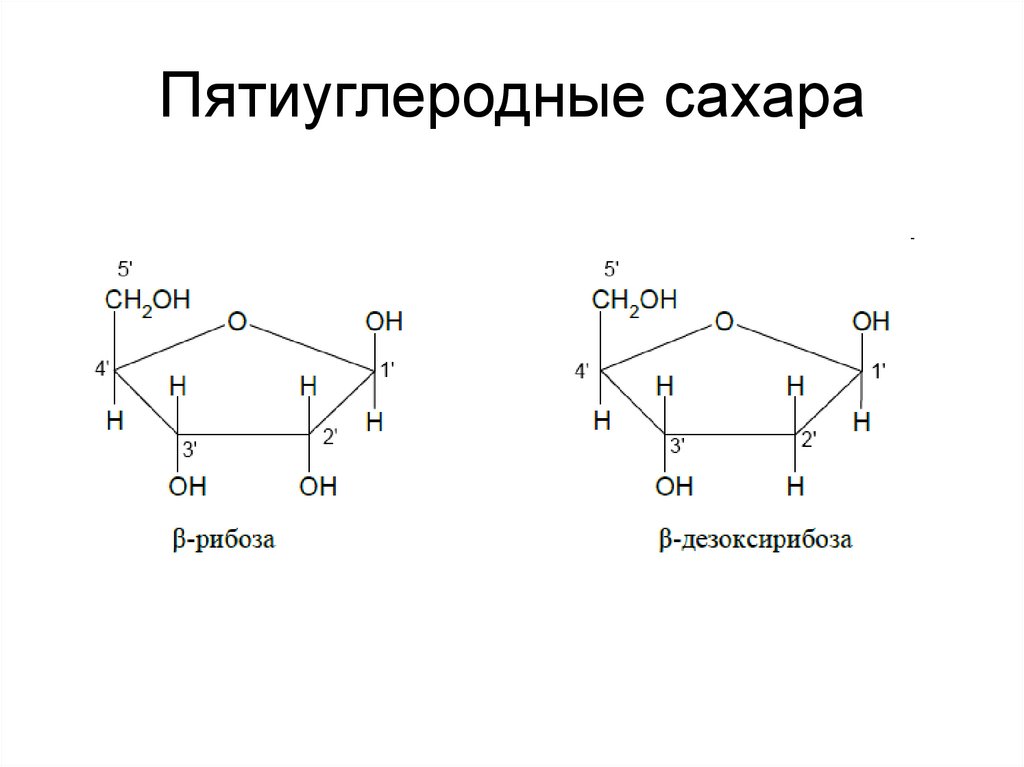 Рибоза в днк