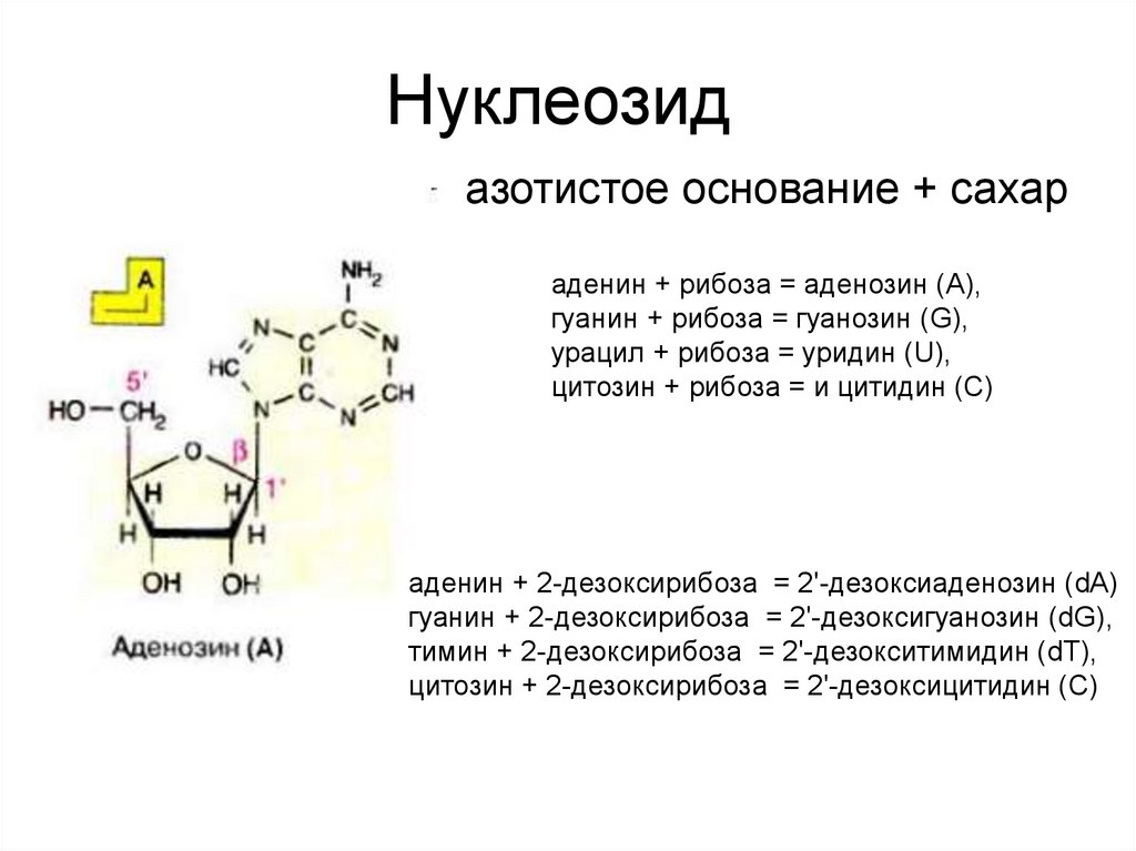 Схема образования дезоксицитидина