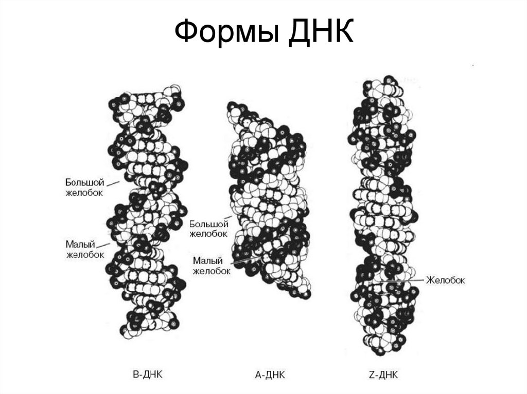 Структура z. Полиморфизм вторичной структуры ДНК. Левозакрученная z форма ДНК. Формы спирали ДНК Z. Возможные конформации вторичной структуры ДНК.