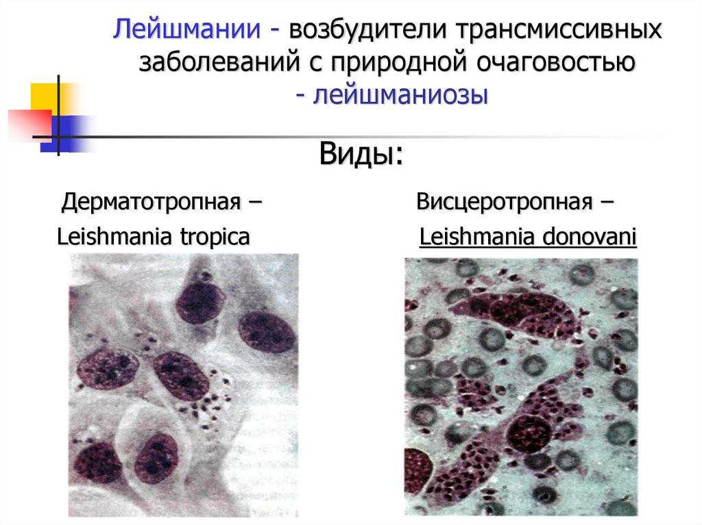 Лейшмании. Лейшмания дерматотропная. Резервуар возбудителей лейшманиоза. Возбудитель лейшмании. Возбудитель кожного лейшманиоза.