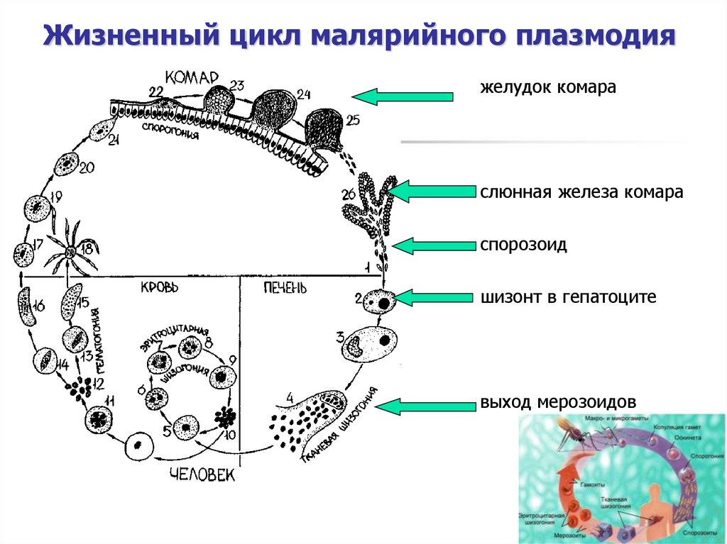 Какой цифрой обозначен на рисунке окончательный хозяин малярийного плазмодия