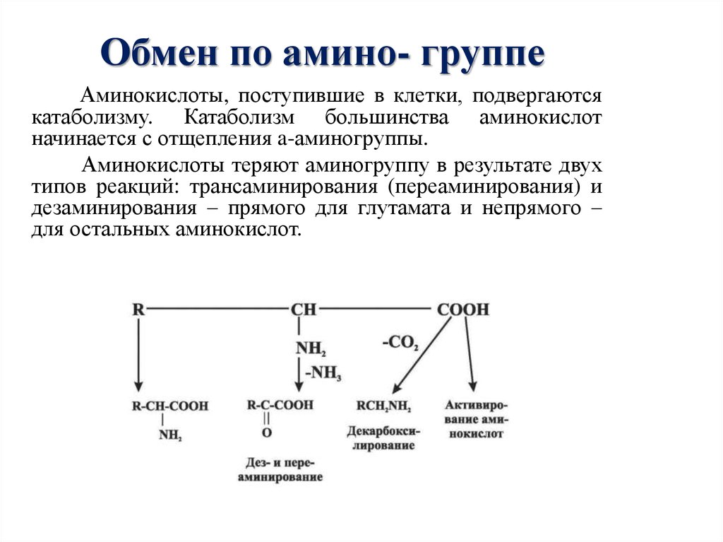 Обмен кислот. Оформление сообщества в Амино. Правила Амино сообщества. Описание для сообщества в Амино. Оформление сообщества в Амино варианты.