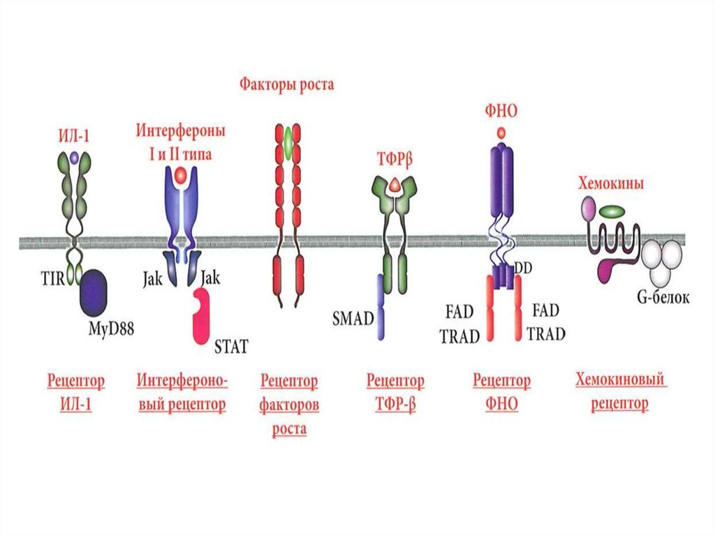 Хемокины. Рецепторы хемокинов строение. Цитокиновые рецепторы строение. Строение цитокиновых рецепторов. Хемокины иммунология классификация.