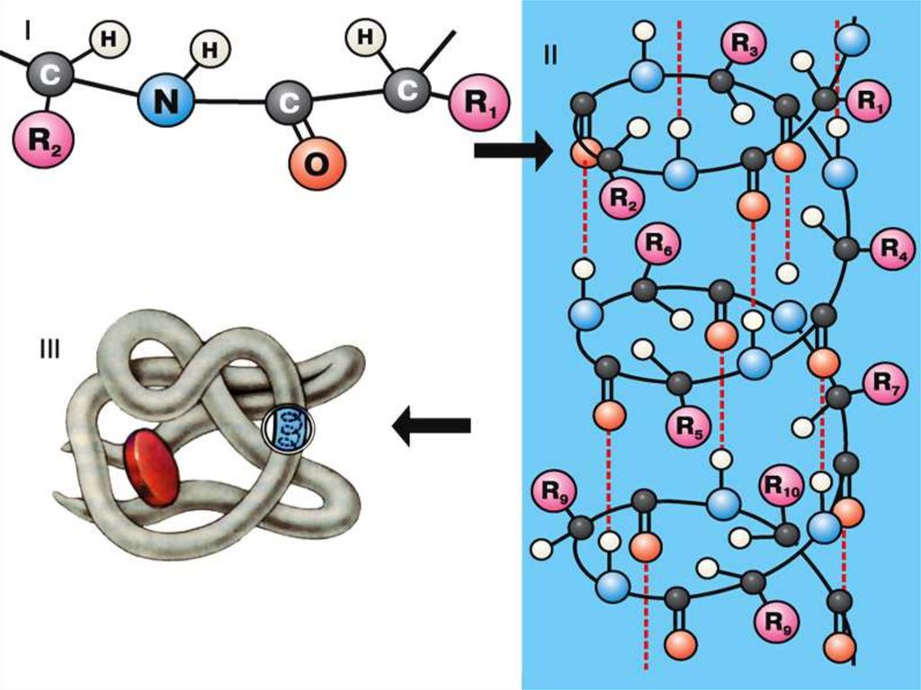 Какая структура молекулы белка схематично изображена на рисунке